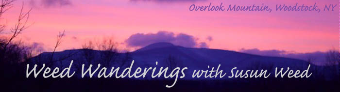 Weed Wanderings Herbal Medicine with Susun Weed