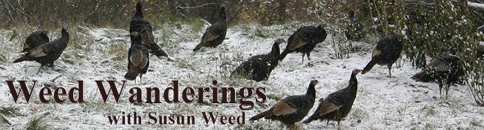 Weed Wanderings Herbal Medicine with Susun Weed