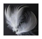 feathers