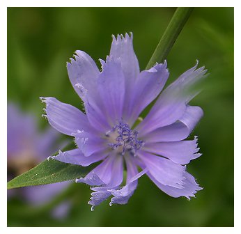 chicory flower