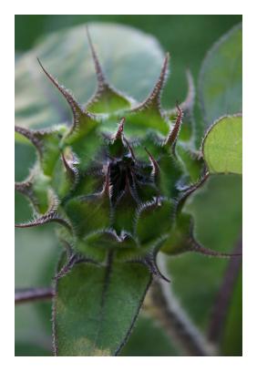 sunflower bud @ smythe house bed & breakfast