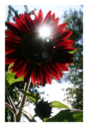 sunflower @ smythe house bed & breakfast