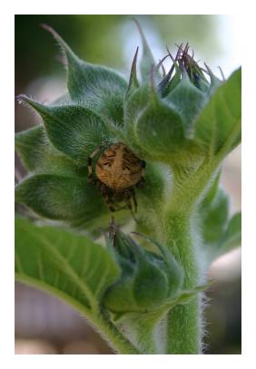 sunflower bud and spider @ smythe house bed & breakfast