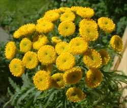 photo: tansy