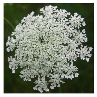 queen anne's lace