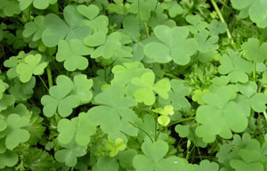 edible wild sorrel