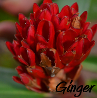 ginger