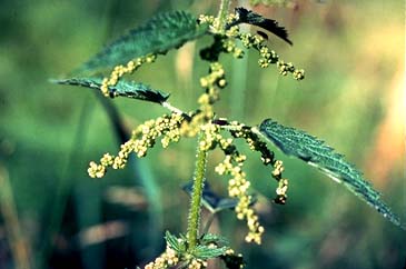 edible stinging nettles